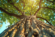 98 Trees view from below, a Nature Photo by Handmadefont (Thumbnail 95 of 98)