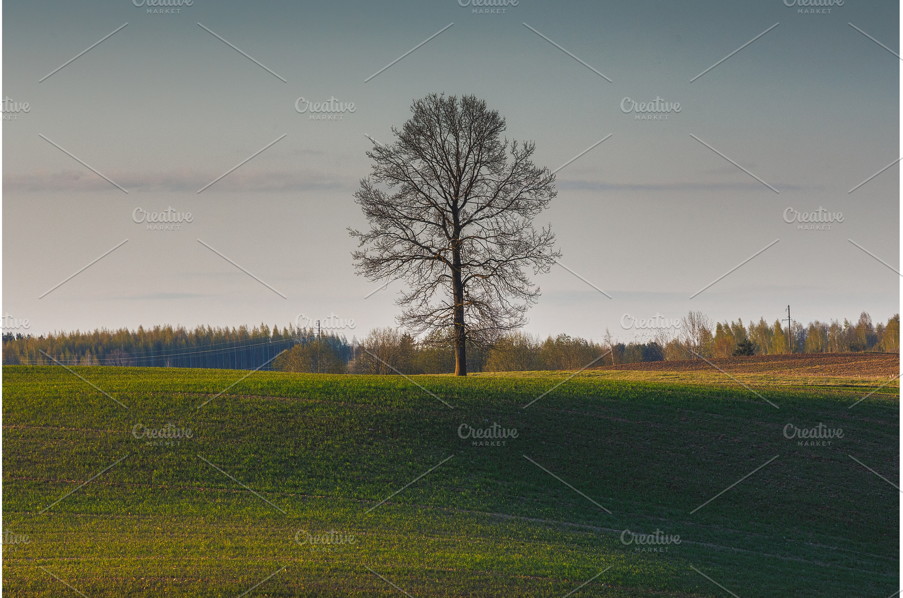 Landscape of green wavy field with a, a Background Photo by Lukas Jonaitis SHOP