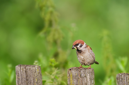 closeup of a House sparrow standing, an Animal Photo by AlexBush