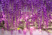 Purple Wisteria Flower Photo Bundle, a Nature Photo by Silent Nature (Thumbnail 4 of 6)