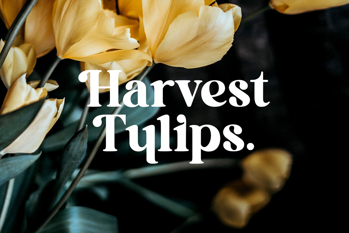 Pollinator Display Serif Font, a Serif Font by UICreative (Photo 3 of 12)