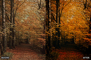 Misty Autumn Forest Presets, a Preset Add-On by AAA Presets (Thumbnail 10 of 13)