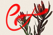 Royal Summer - Cool Display Typeface, a Sans Serif Font by SilverStag Type Foundry (Thumbnail 8 of 18)