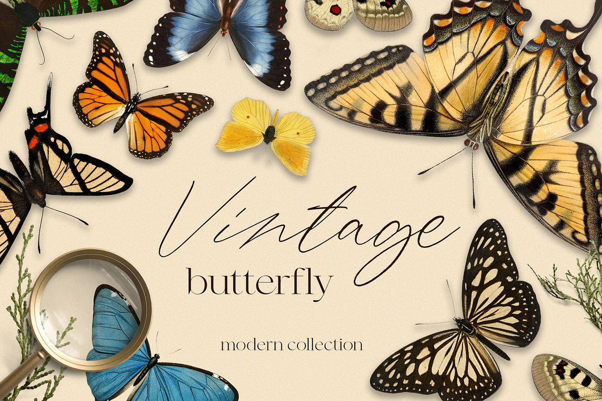 Vintage butterfly modern collection, an Animal Illustration by Beauty Drops (Photo 1 of 8)