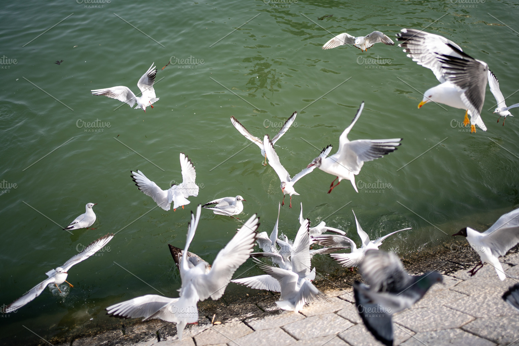Seagulls flying at lakeshore as they feed in water during daytime, a Photo by andreonegin market