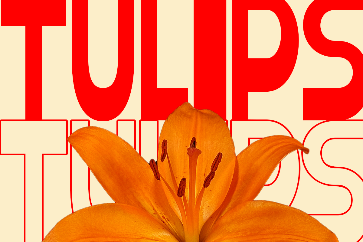 Gelico – Bold Condensed Display Font, a Font by roomspace creative lab (Photo 2 of 10)