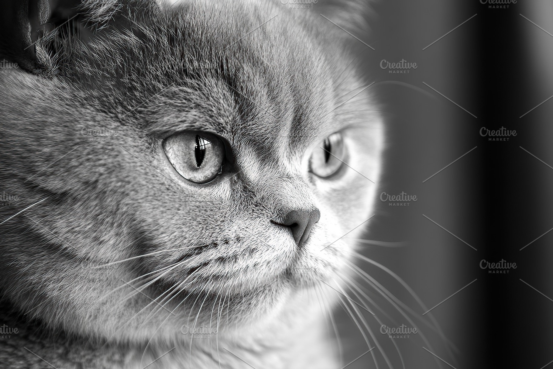 Cute grey british breed cat, an Animal Photo by AlyaAnd
