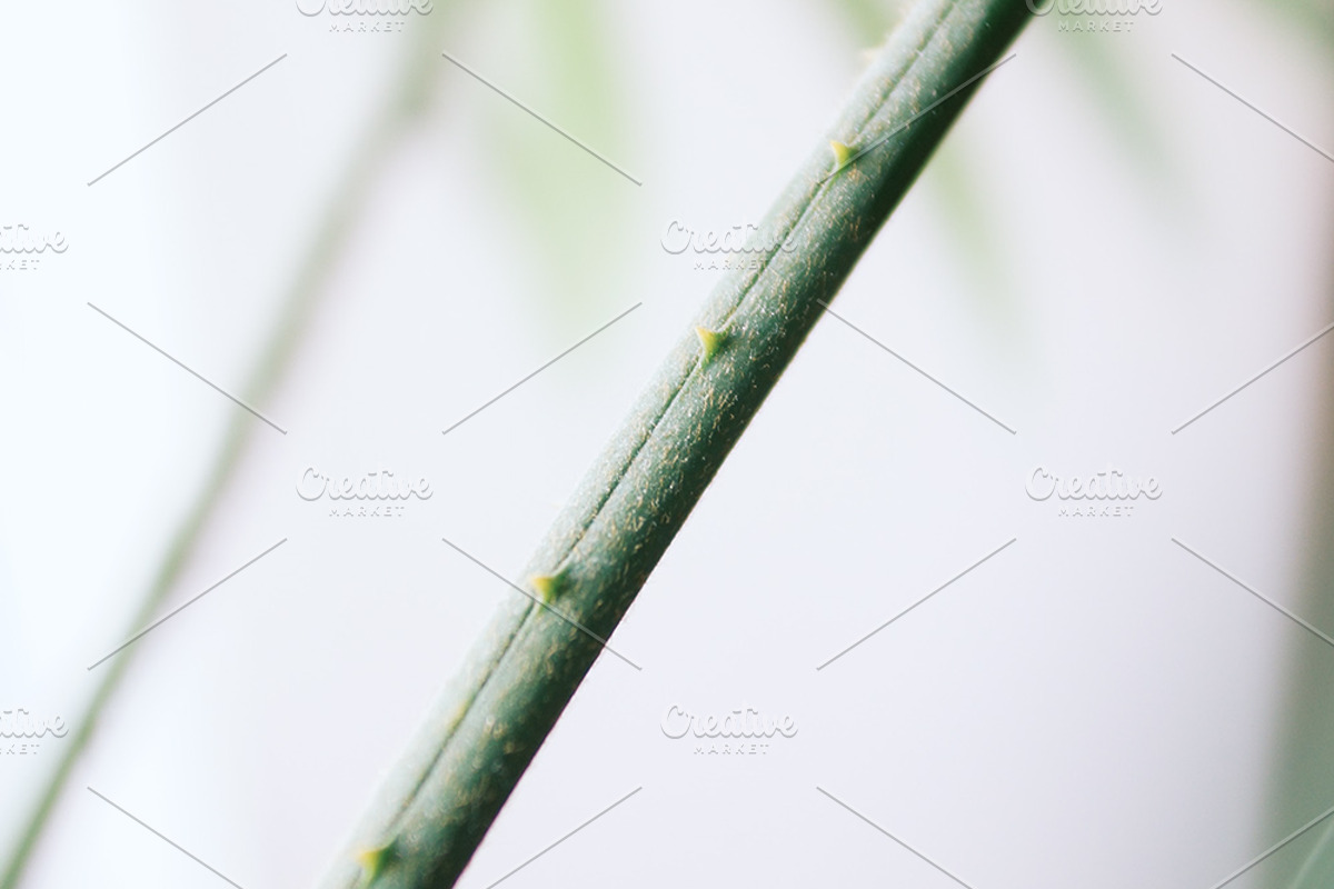 Palm Trees Photo Set, a Nature Photo by Nazar Hrabovyi (Photo 4 of 5)