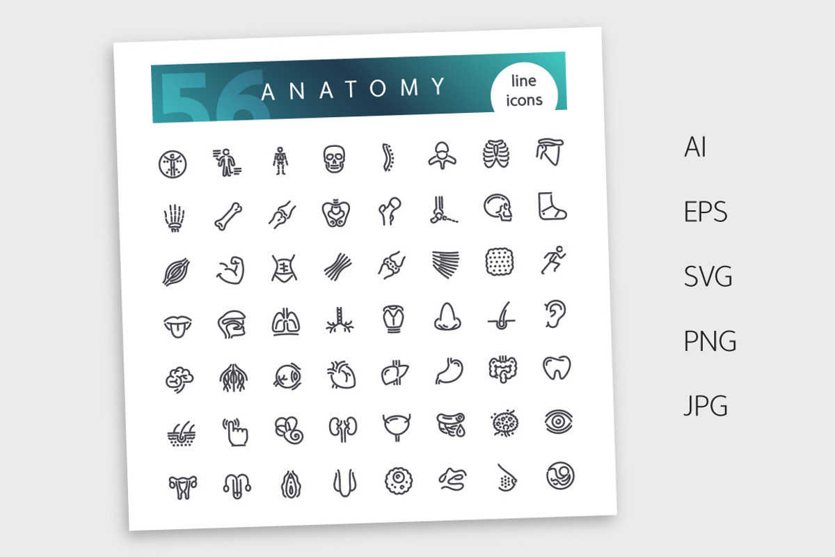 Anatomy Line Icons Set, an Outline Icon by Voysla's Shop (Photo 4 of 4)