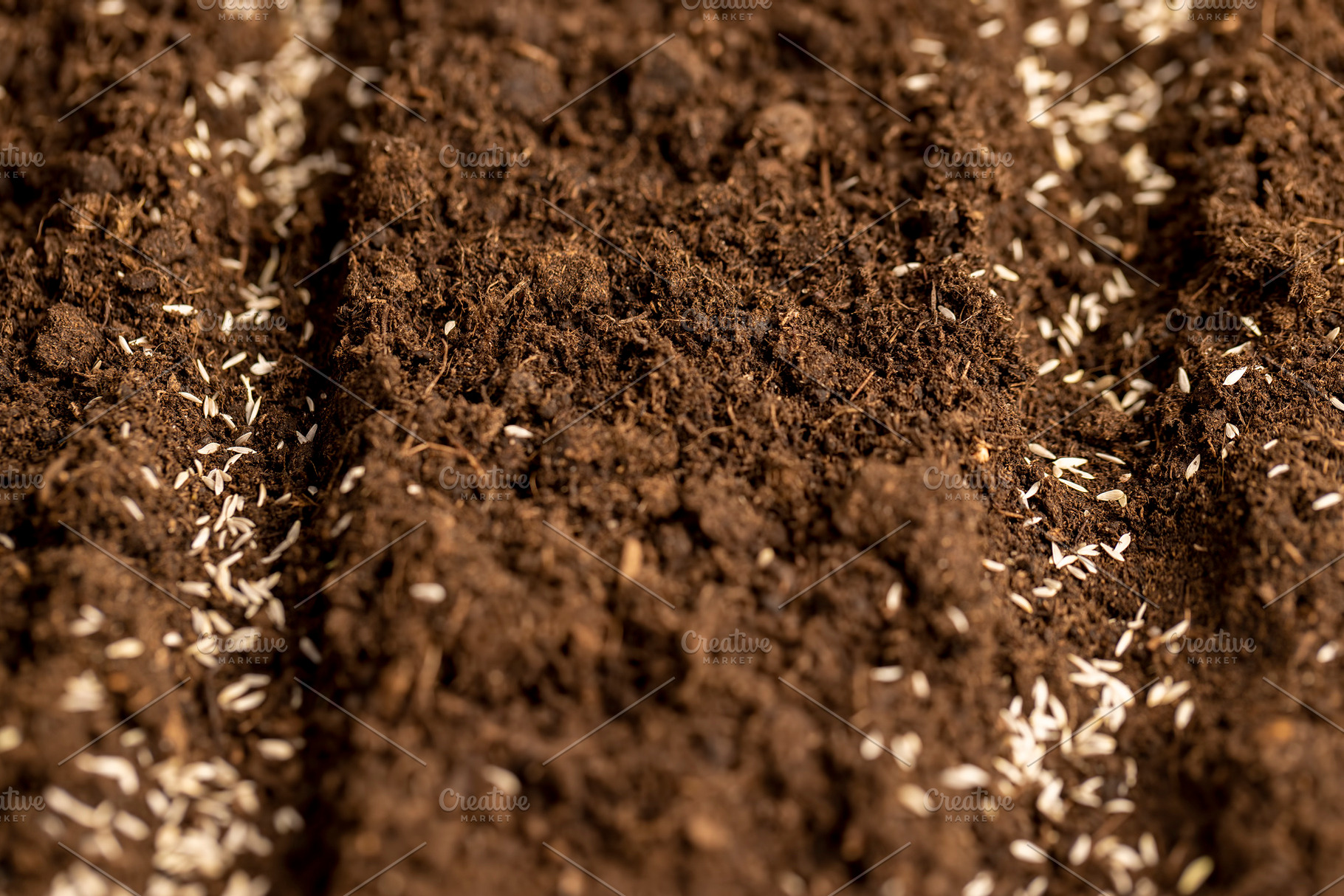planting lettuce seeds in fertile soil with the addition of peat, a Photo by rsoollAI