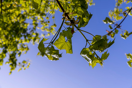 green foliage on a maple tree in spring bloom, a Photo by MyPhotos