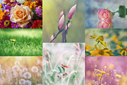 Flower collection 100 photos, a Nature Photo by Vladimir Kazimirov (Thumbnail 2 of 14)