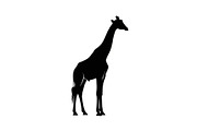 Giraffe Safari Silhouette Vector Bun, an Illustration by Designer_Momina (Thumbnail 17 of 51)
