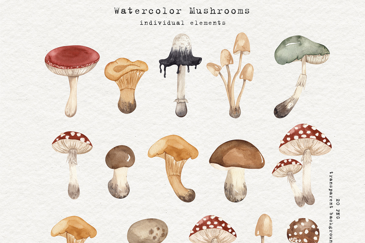Mushrooms Watercolor Clipart, an Education Illustration by Ooh Lily (Photo 2 of 8)