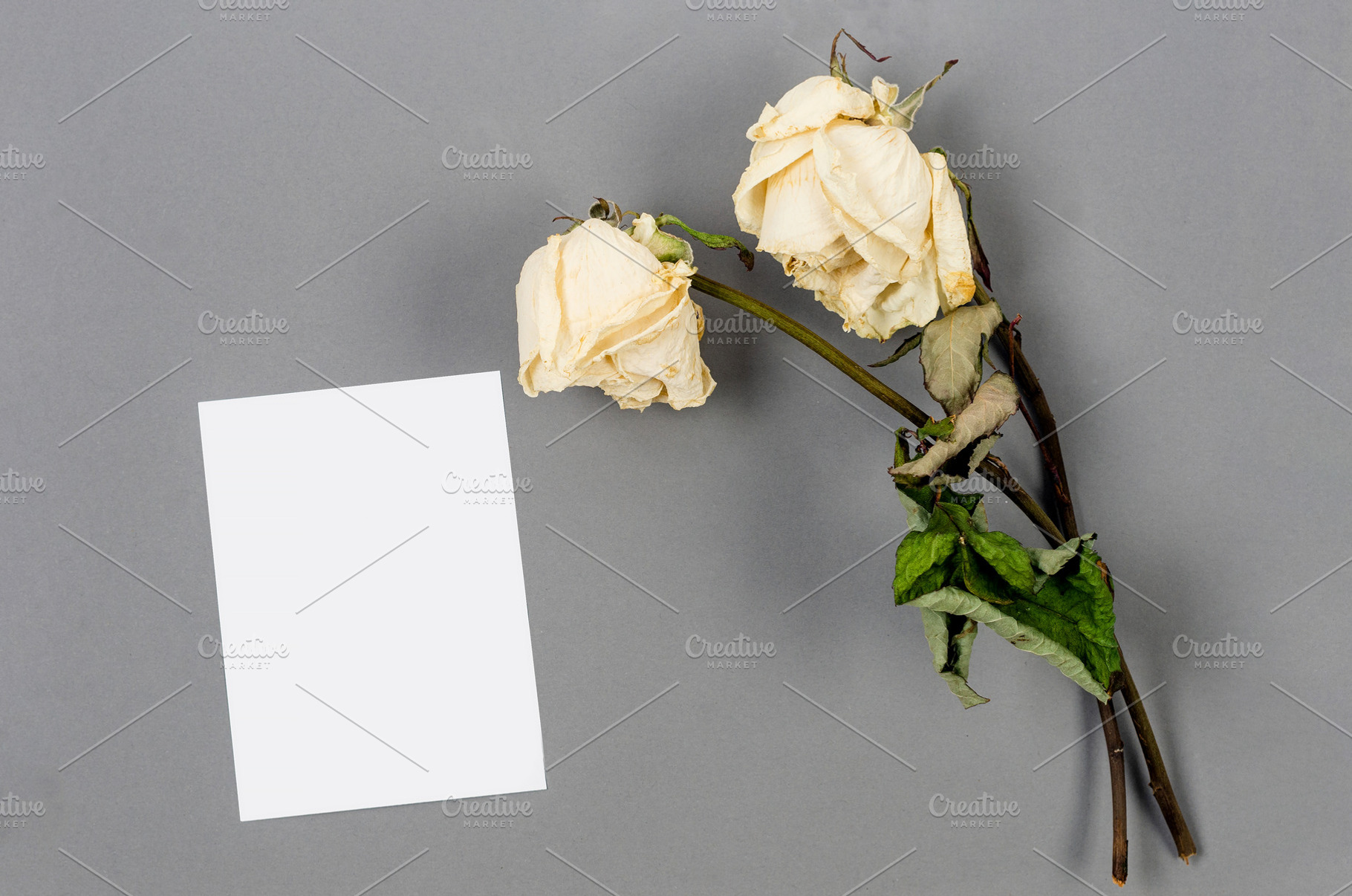 Wilted white roses with blank condolence card on gray background, a Photo by vimart