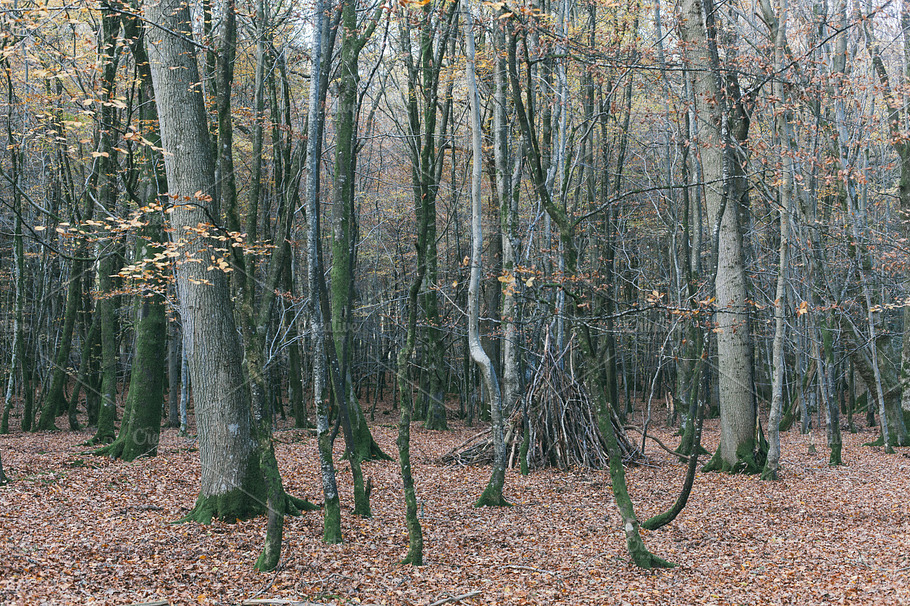 Forest Containing Forest Woods And Trees