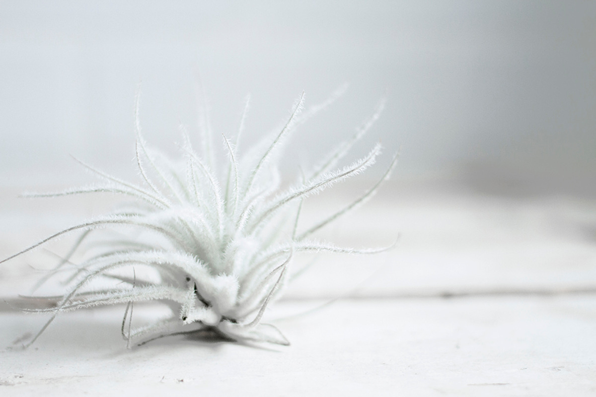 The Airplant Collection, a Nature Photo by Greenleaf Images (Photo 2 of 7)