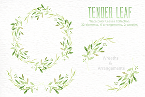 Tender Leaf Watercolor Clipart