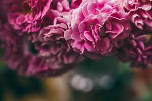 Floral background containing flowers, floral, and botanical