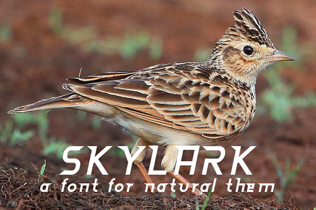 Skylark Font, a Script Font by MRI STUDIO (Photo 1 of 4)