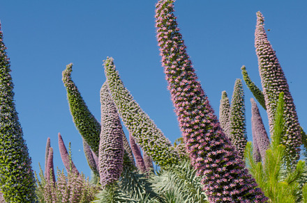 Echium wildpretii ssp trichosiphon containing la palma, landscape, and spain