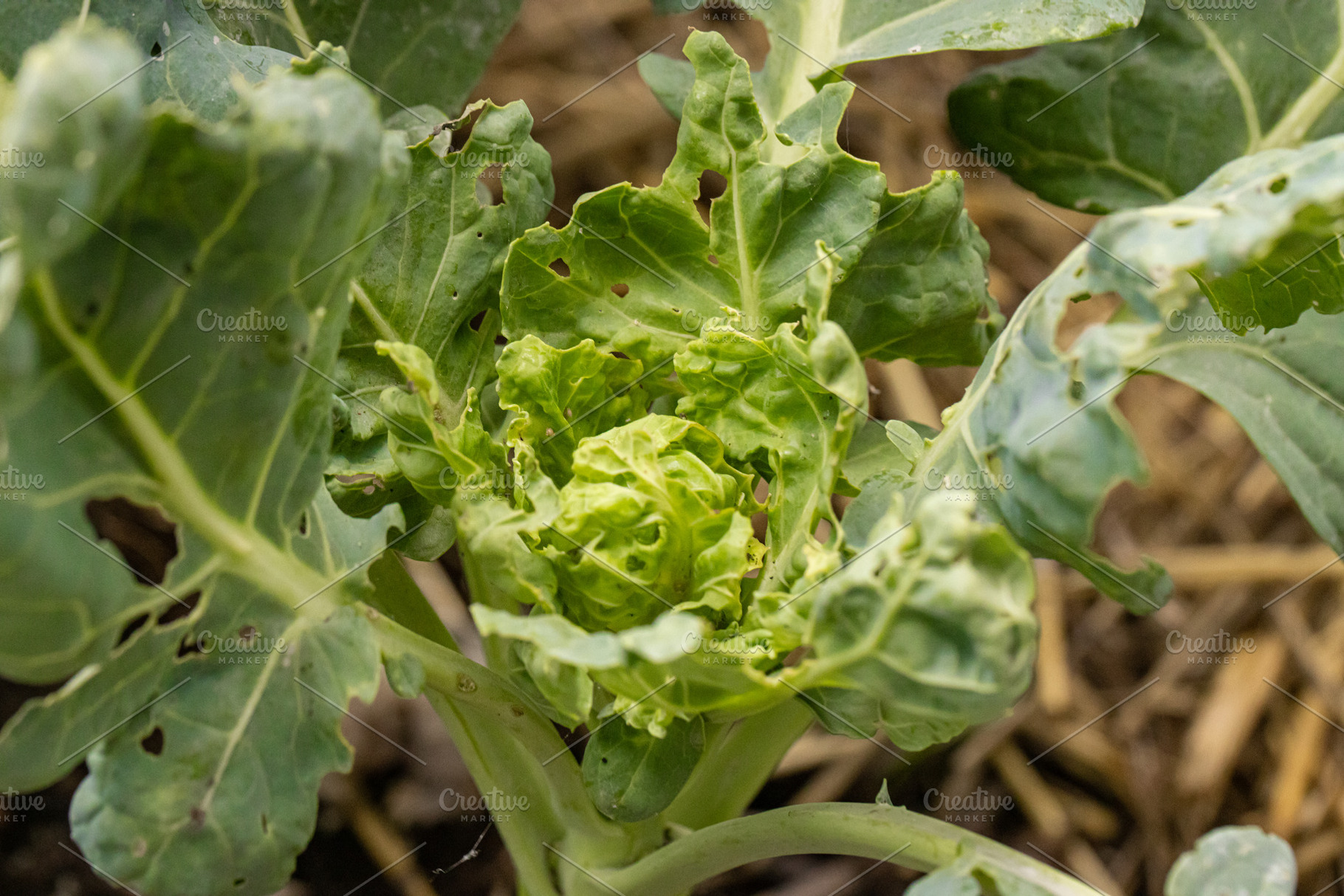 Brussels sprout with pest damage, a Photo by Grafvision photography