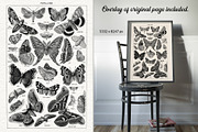 Les Papillons No 1, an Animal Illustration by French Kiss Collections (Thumbnail 3 of 7)