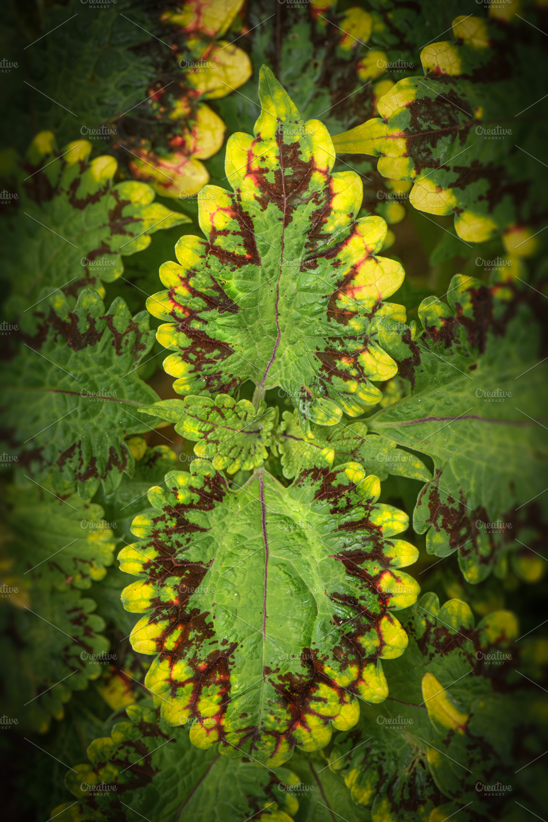 Coleus Plant Flowers, a Nature Photo by Rob D Animal Photography