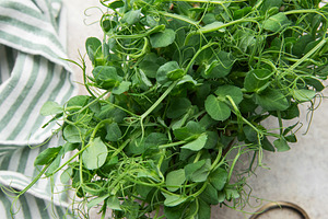 Fresh pea shoots microgreens for healthy organic food, a Photo by Olena Rudo