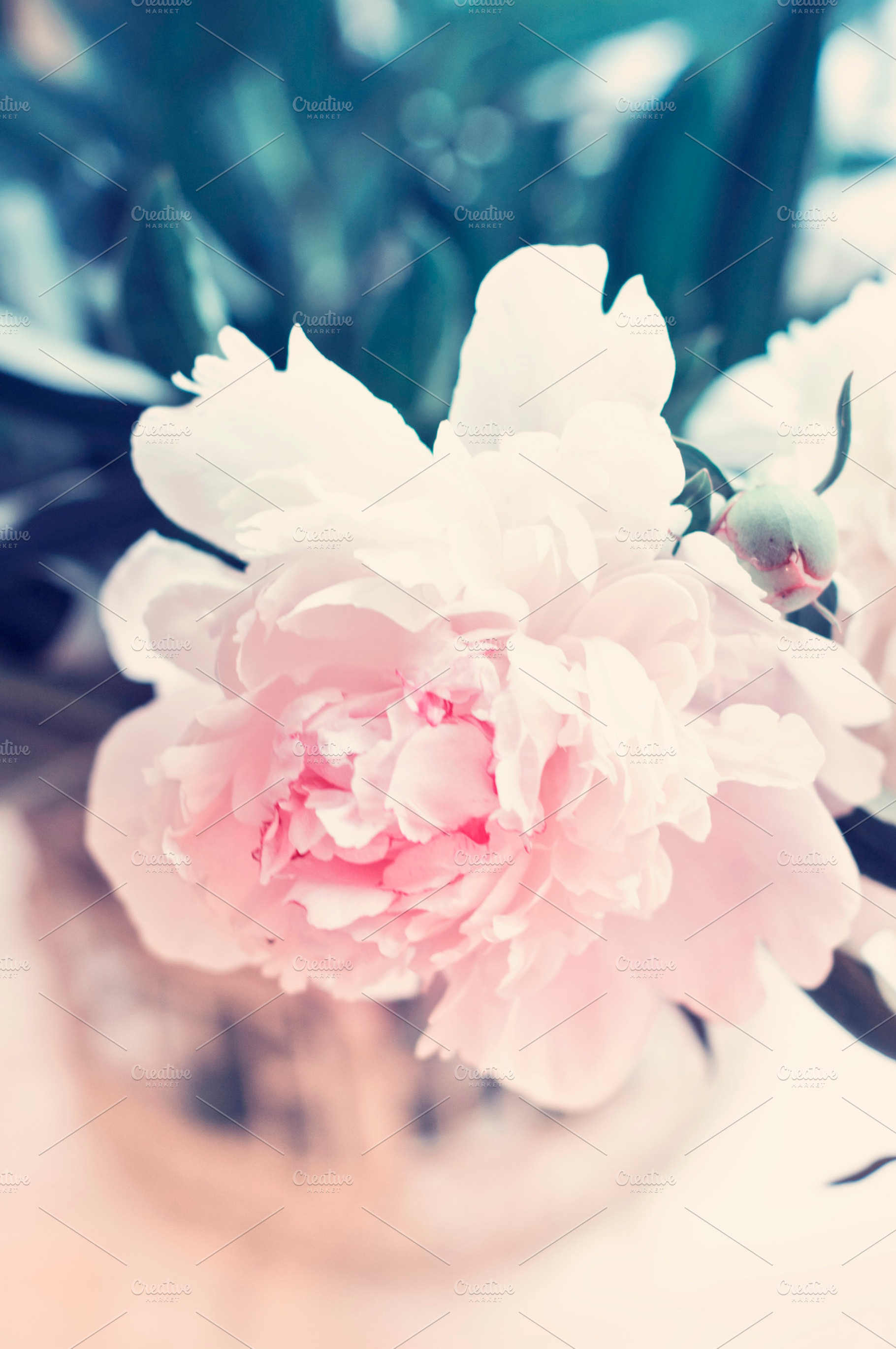 Pink peony stock photo containing peony and peonies