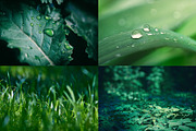 Green leaves Bundle, a Nature Photo by Vladimir Kazimirov (Thumbnail 6 of 10)
