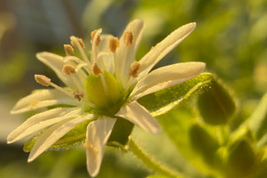 A close-up of a delicate white flower with green leaves, showcasing intricate p, a Nature Photo by Textures & Backgrounds