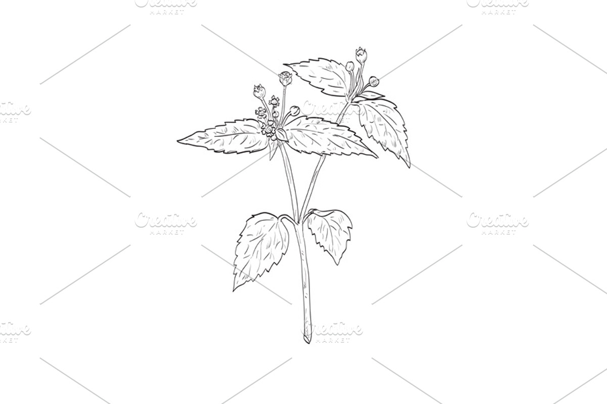 Quickweed Wild Edible Plant Drawing, an Object Illustration by patrimonio (Photo 1 of 3)