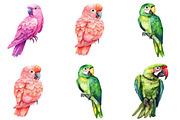 Parrots Watercolor Clipart, an Illustration by DreamArtGraphic (Thumbnail 3 of 5)