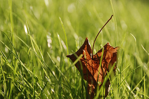 First day of fall stock photo containing fall and autumn