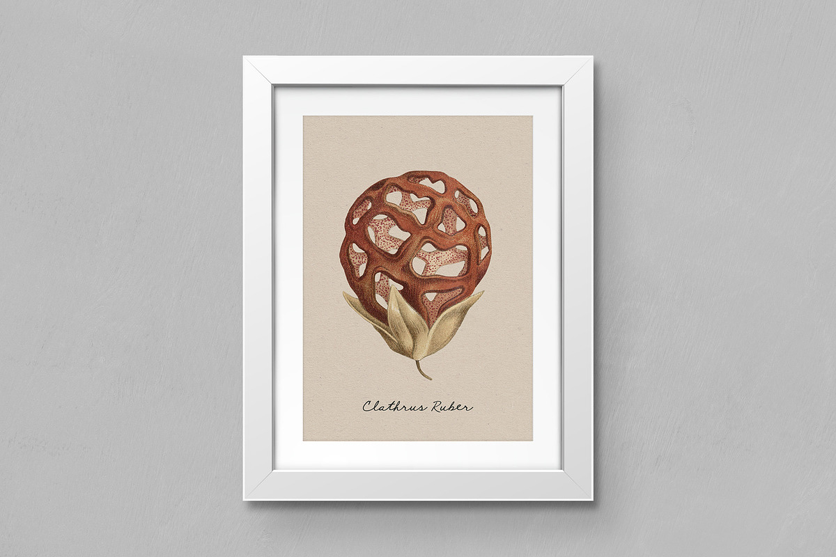 Fungi - Vintage Illustrations, an Illustration by Graphic Goods (Photo 9 of 9)