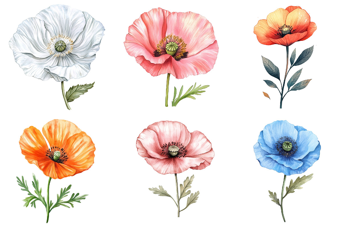 Poppy Flower Watercolor Cliparts, an Illustration by Watercolor design (Photo 3 of 4)