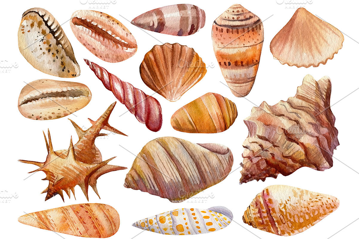 Seashells and fish, watercolor, an Animal Illustration by Hanna Hryharenka (Photo 18 of 20)