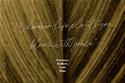 Carneys Gallery Font Duo, a Sans Serif Font by Letteralle Studios (Thumbnail 8 of 16)