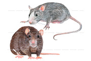 Watercolor realistic rats clipart, an Animal Illustration by ArtfulStudio (Thumbnail 5 of 9)