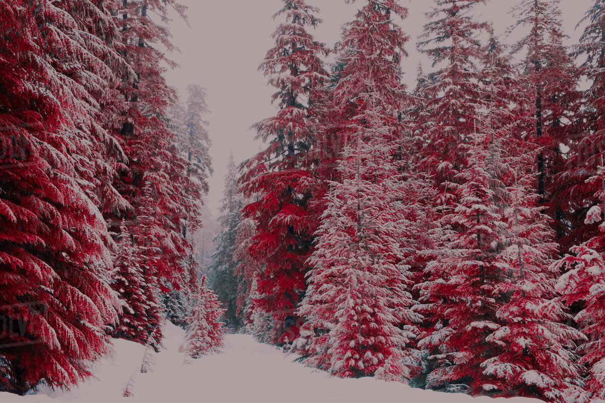 454 Infrared Fantasy Pro LUTs, a Preset Add-On by ShutterPro (Photo 28 of 48)
