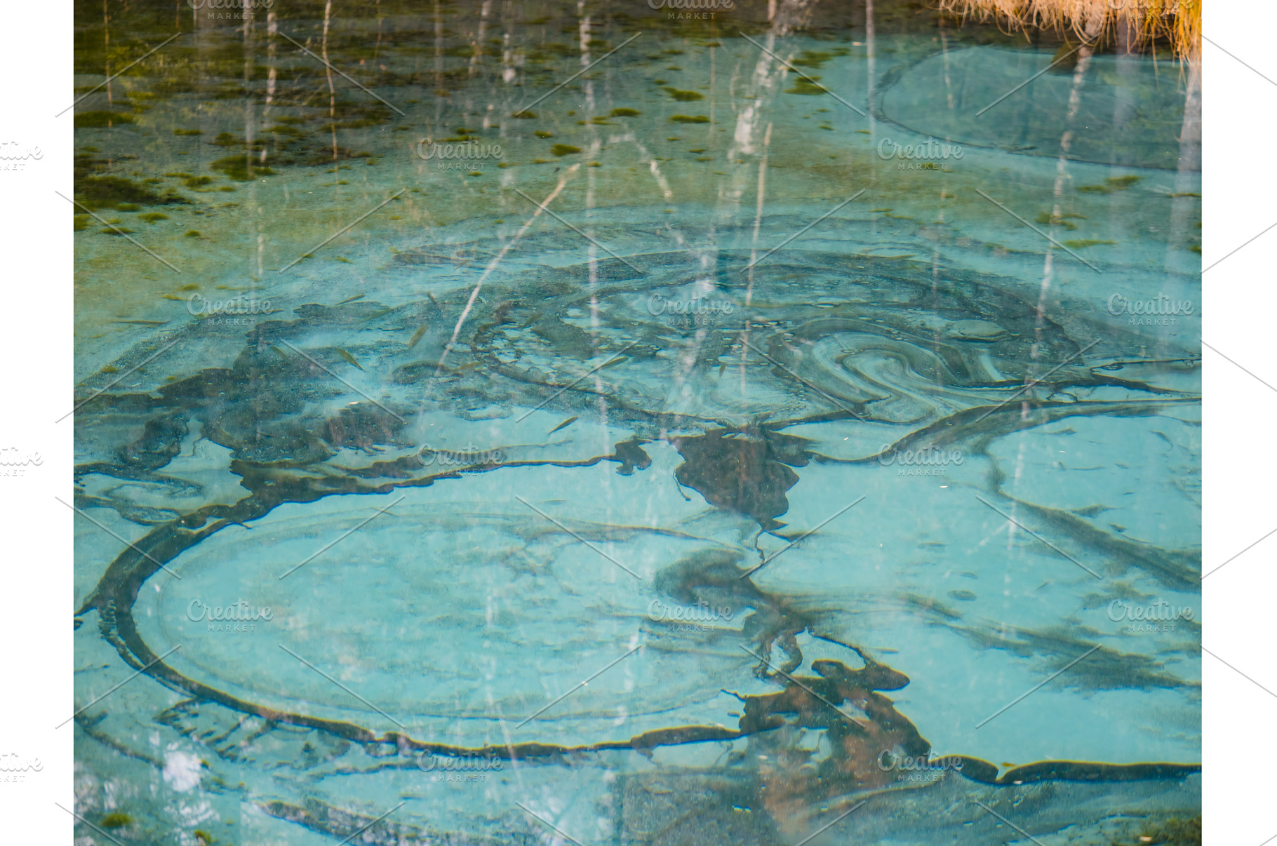 Close up view of amazing blue water, an Animal Photo by Fascinadora