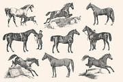 Horses - Vintage Illustration Set, an Illustration by Graphic Goods (Thumbnail 4 of 12)