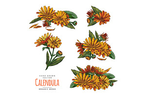 Calendula plant design elements, an Object Illustration by Sabelskaya