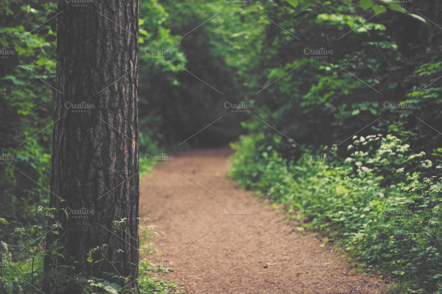 Forest Path Stock Photograph