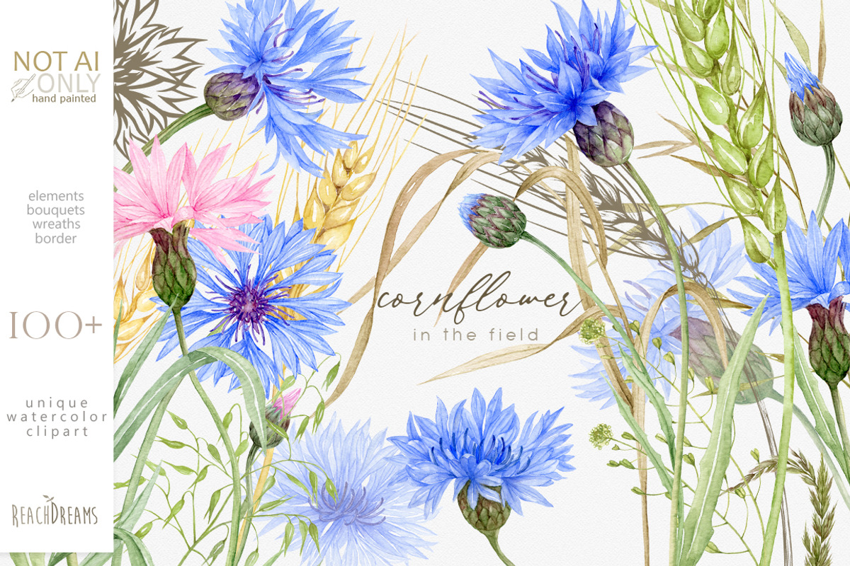 Knapweed and wildflowers collection, an Illustration by ReachDreams (Photo 1 of 12)