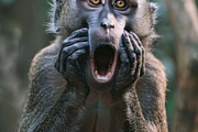 236 surprised animals, an Animal Photo by Handmadefont (Thumbnail 105 of 241)