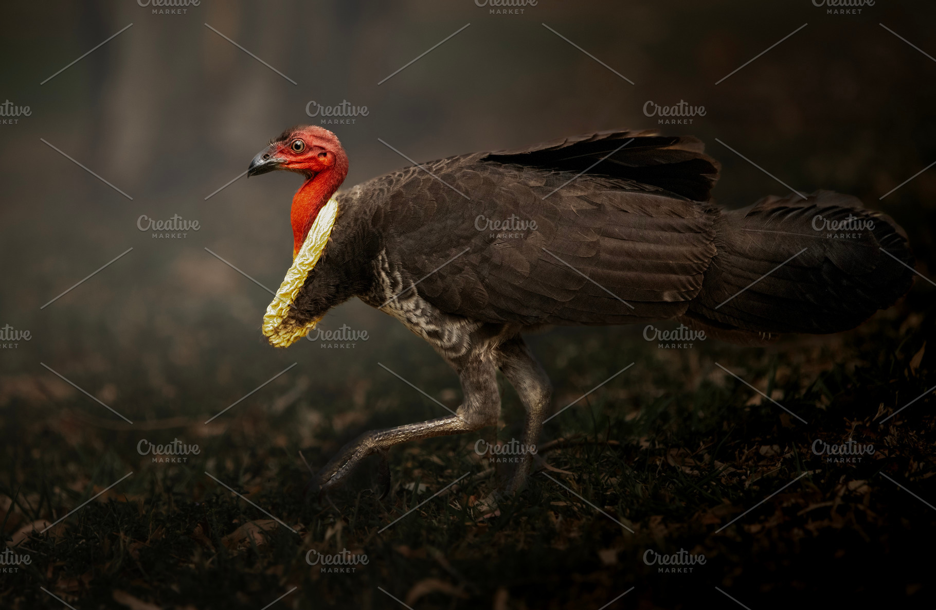 Australian Brush Turkey, an Animal Photo by Rob D Animal Photography