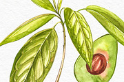 Avocado in botanical style, a Food Illustration by Ann Astro (Thumbnail 4 of 13)