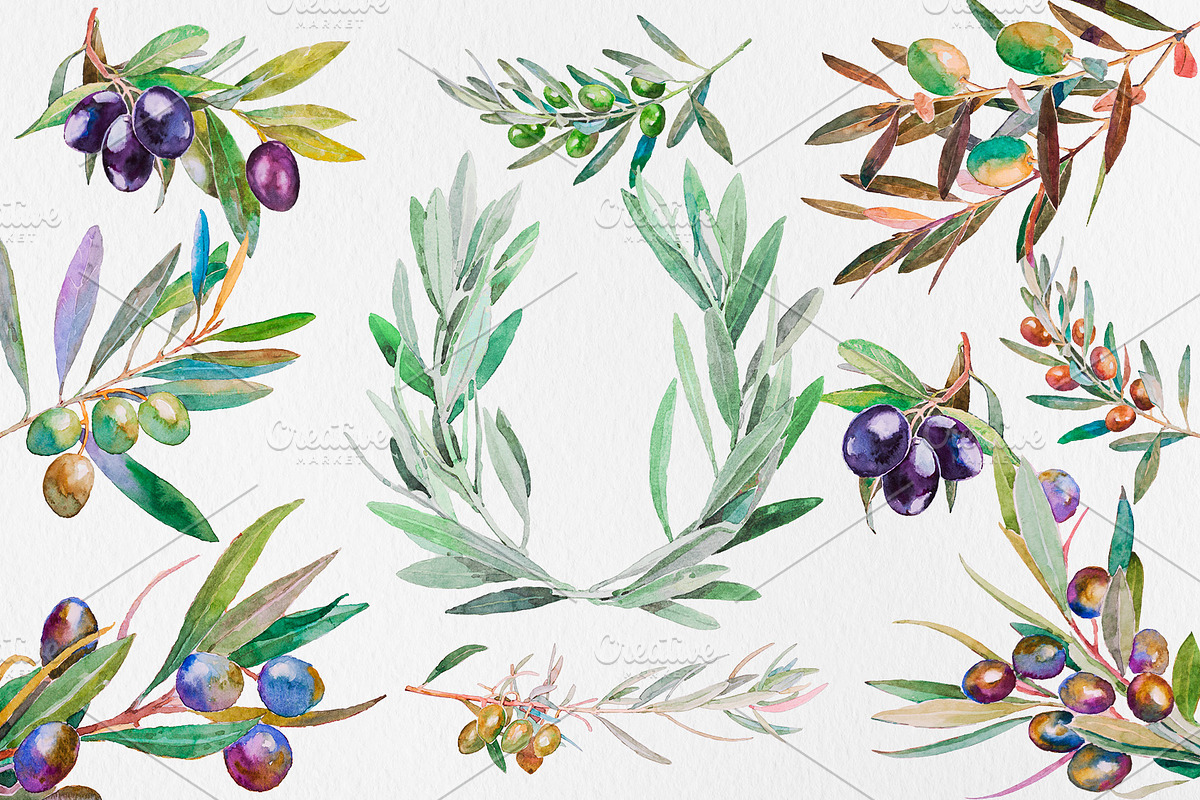 OLIVE Watercolor Clip Art, an Illustration by Alim Yakubov (Photo 2 of 6)